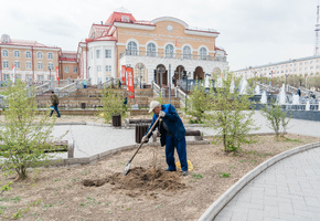 Последний аккорд акции «80 добрых дел» - Рябиновая аллея в память о Победе